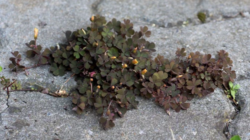 metamorphoses-chapitre-1-p-et-b-2-1600x900